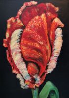 Parkiettulp