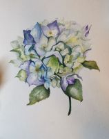 Hortensia