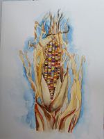 Colord mais